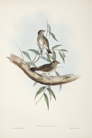 Chthonicola minima. Australian