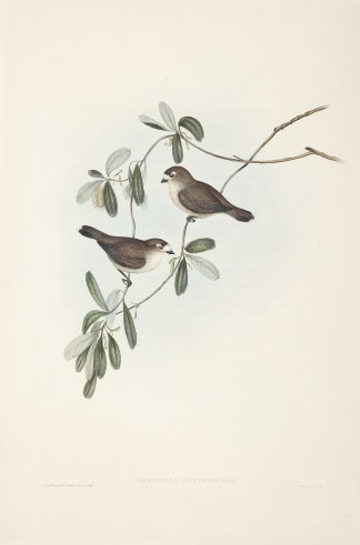 Xerophila Leucopsis: Gould Australian