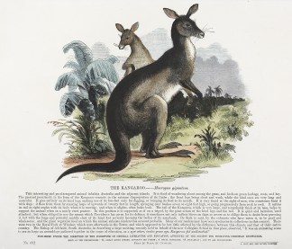 The Kangaroo. – Macropus giganteus… Australian - General