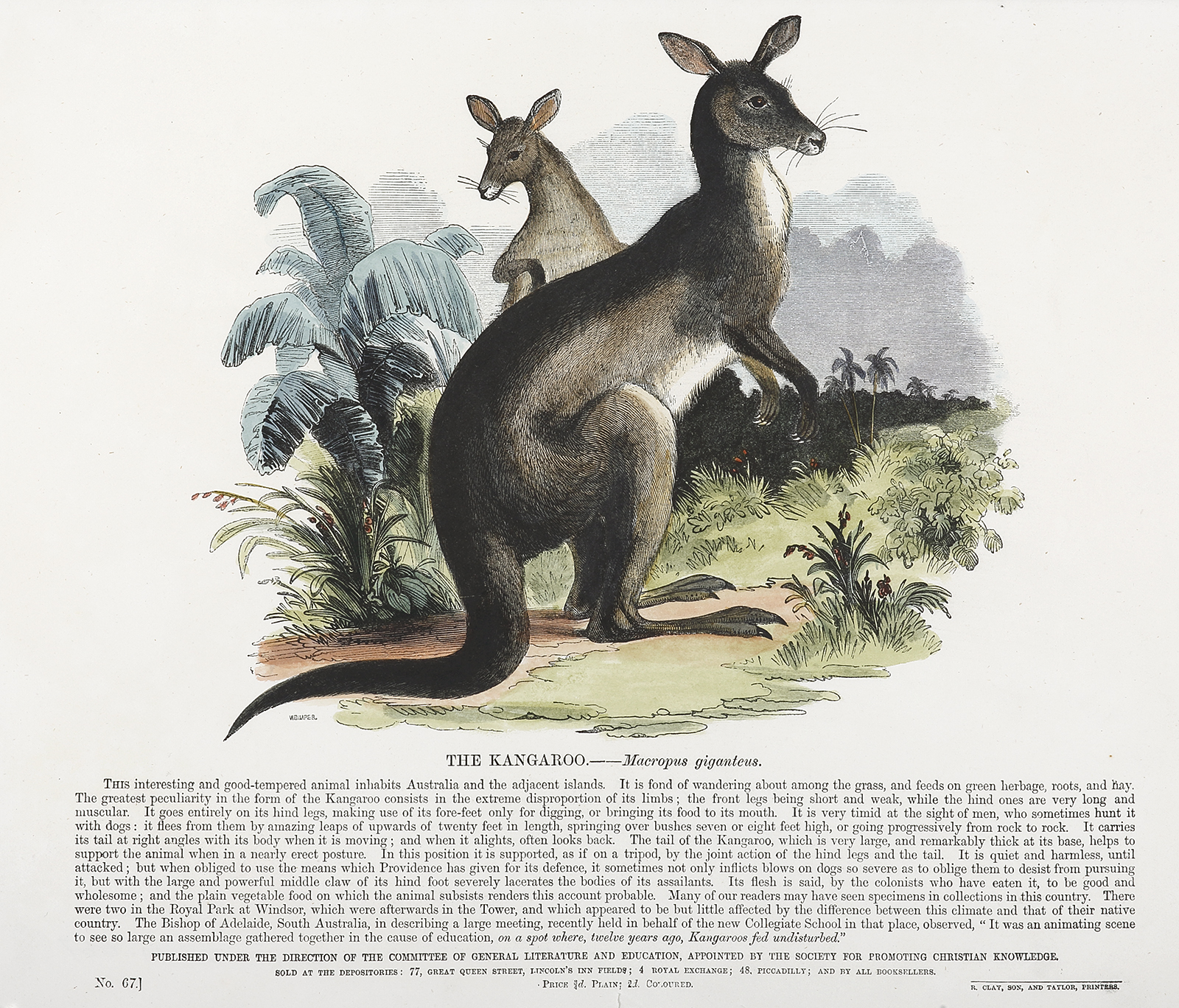 The Kangaroo. - Macropus giganteus. - Antique Print from 1877
