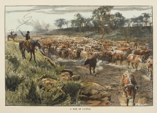 A Mob of Cattle. AUSTRALIA