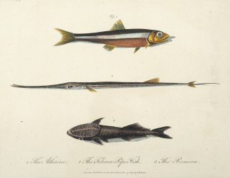 1. The Atherine 2. The Tobacco Pipe Fish… Fish & Marine Life