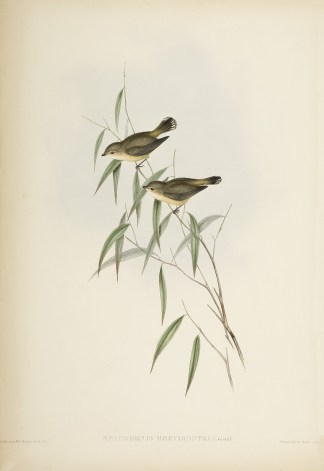 Smicrornis brevirostris: Gould Australian