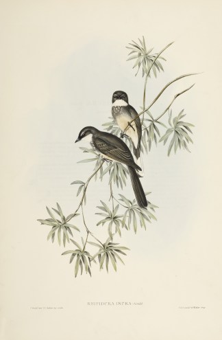 Rhipidura isura: Gould Australian