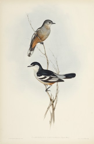 Campephaga leucomela: Vig. & Horsf. Australian