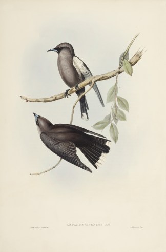 Artamus cinereus: Vieill Australian