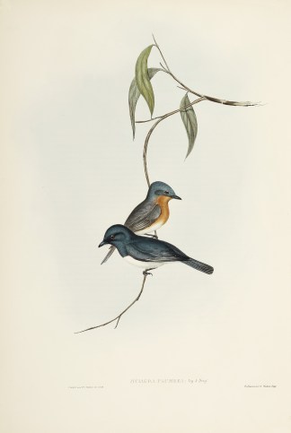 Myiagra plumbea: Vig. & Horsf. Australian