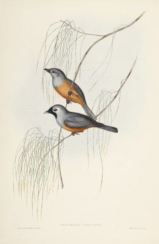 Monarcha carinata Australian