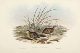 Hemipodius Melanotus: Gould