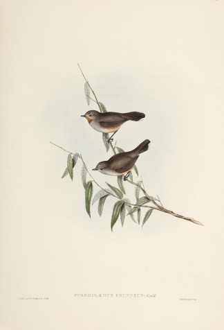 Pyrrholaemus brunneus: Gould Australian