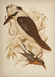 1. Tanysiptera Sylvia. White-tailed Kingfisher. 2.… Gracius Broinowski
