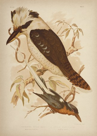 1. Tanysiptera Sylvia. White-tailed King… Acquisitions Maps & Prints