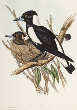 Gymnorhina Tibicen: G.R. Gray. Australian