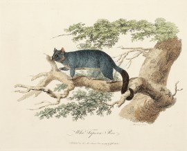 Wha-Tapoua-Roo. Australian - General