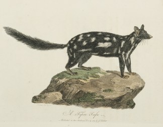 A Tapoa Tafa. Australian - General