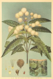 The Saw-Leaved Callicoma. (Callicoma serratifolia, Andr.)