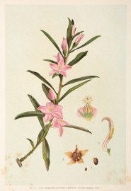 The Willow Leaved Crowea. (Crowea salinga, Andr.)) Australian - General The Willow Leaved Crowea. (Crowea salinga, Andr.))