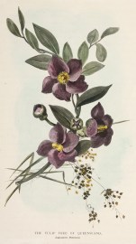 The Tulip Tree of Queensland. Lagunaria Patersoni. Australian - General