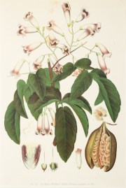 Wonga Wonga Vine. (Tecoma australis, R.Br.) Australian - General Wonga Wonga Vine. (Tecoma australis, R.Br.)