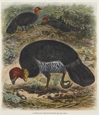 Australian Brush-Turkeys Australian