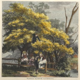 Wattle Blossom Gathering.