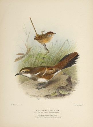 Stipiturus Ruficeps (Rufous-crowned Emu-… Australian