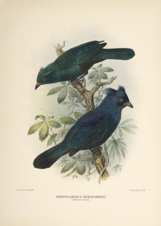 Phonygammus Keraudrenii (Manucode.) Australian