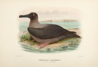 Phoebetria Palpebrata. (Sooty Albatross)… Australian