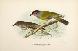Spehcotheres vielloti (Fig-bird) Australian - Mathews