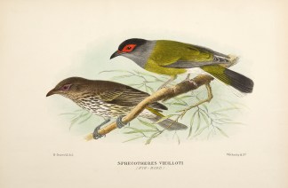 Spehcotheres vielloti (Fig-bird) Australian