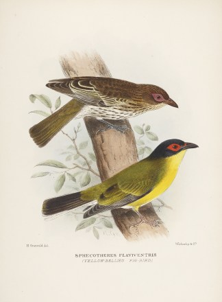 Spehecotheres flaviventris (Yellow-belli… Australian