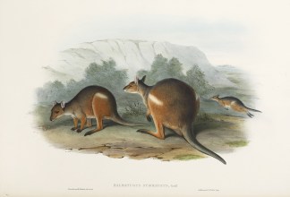 Halmaturus Stigmaticus. Gould Australian - General