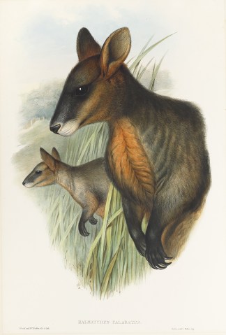 Halmaturus Ualabatus Australian - General