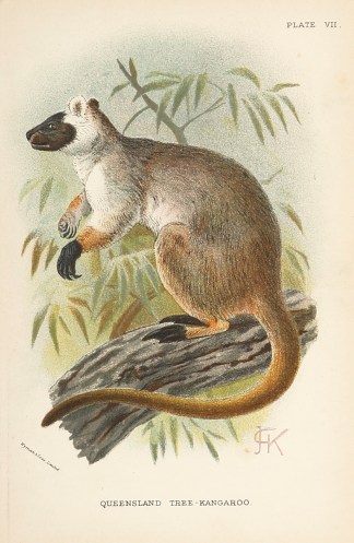 Queensland Tree-Kangaroo Australian - General