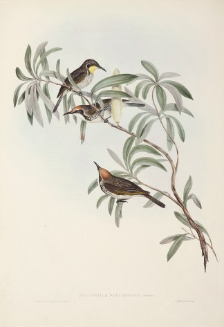 Glyciphila fulvifrons: Swains. Australian