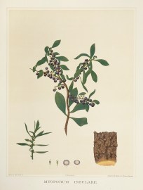 Myoporum Insulare