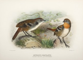 Orthonyx maculatus (Spine-tailed Log Run… Australian