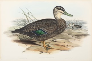 Anas Superciliosa: Gould. Australian