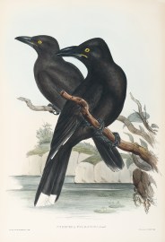 Strepera fuliginosa: Gould.
