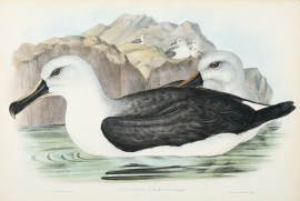 Diomedea Culminata: Gould.