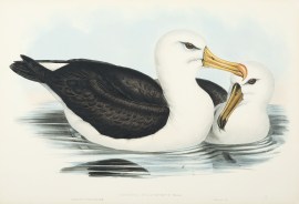 Diomedea melanophrys: Temm.