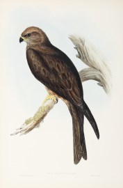 Milvus affinis: Gould.