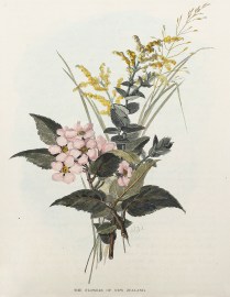 The Flowers of New Zealand.