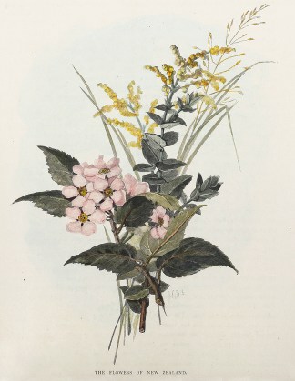 The Flowers of New Zealand. New Zealand