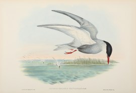 Hydrochelidon fluviatilis: Gould.
