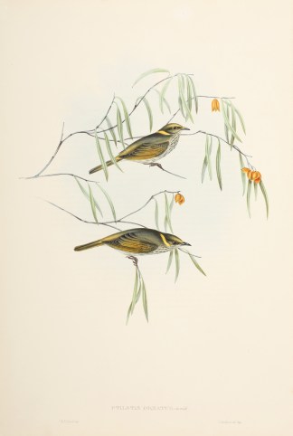Ptilostis ornatus: Gould. Australian
