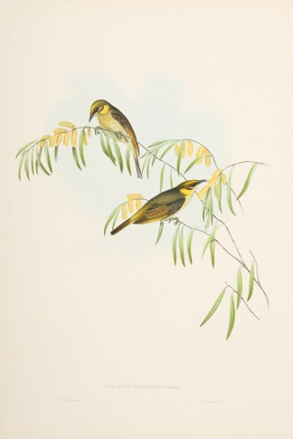 Ptilostis plumulus: Gould. Australian