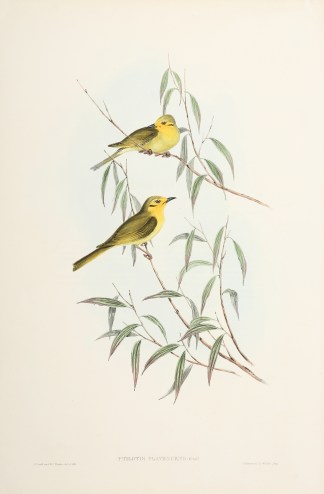Ptilotis flavescens: Gould Australian