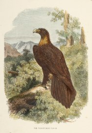 The Wedge-Tailed Eagle. Australian - Various artists The Wedge-Tailed Eagle.