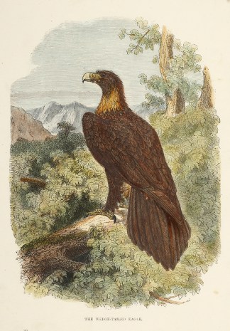 The Wedge-Tailed Eagle. Australian